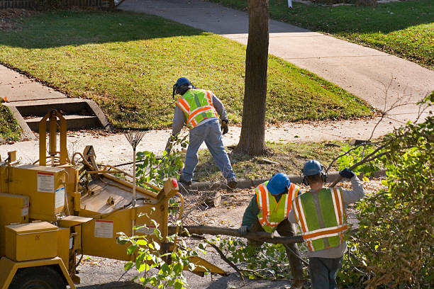 Best Tree Care Services  in Mound, MN